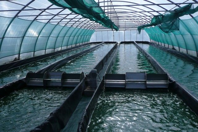 Spiruline - Cocagne - Puylaurens