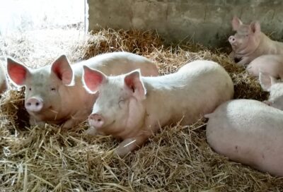 EARL des Mésanges – Massac-Séran – Tarn