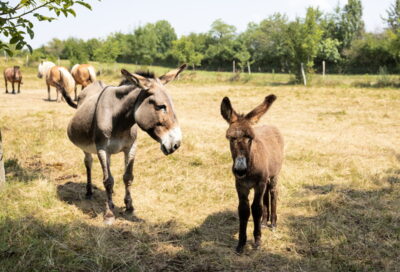 Randonnée avec un âne_Dourgne