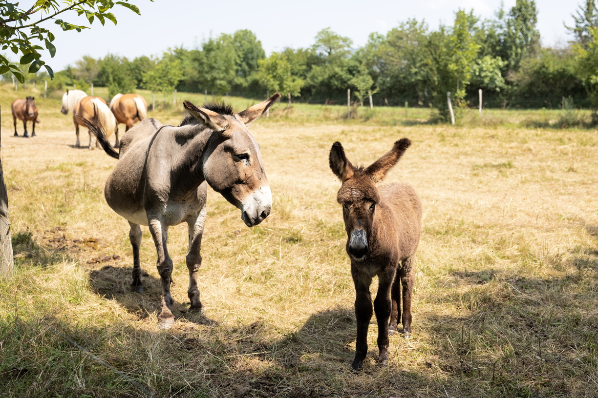 Randonnée avec un âne_Dourgne