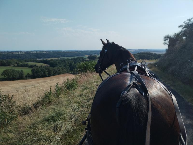 Balade découverte en calèche