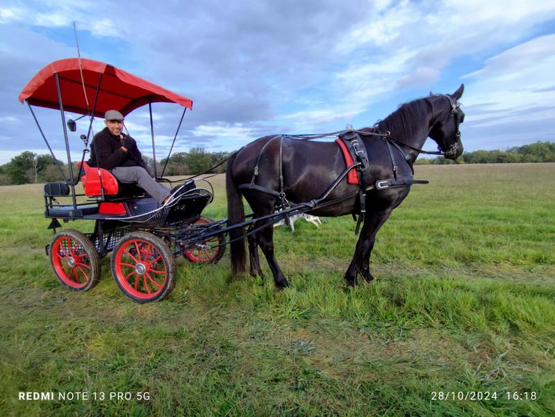 Balade découverte en calèche
