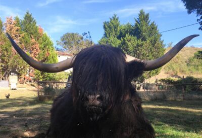 Poppy and Co – Ferme pédagogique_Saint-Julien-du-Puy