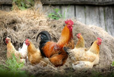 La Ferme du Vialou