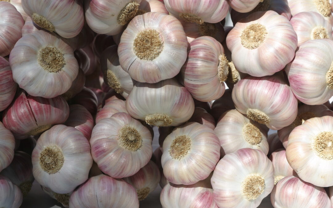Visite chez un producteur d’Ail Rose de Lautrec
