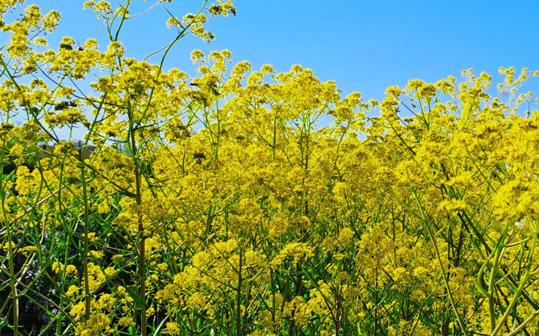 Cultivé Sauvage – Sophie Thillaye