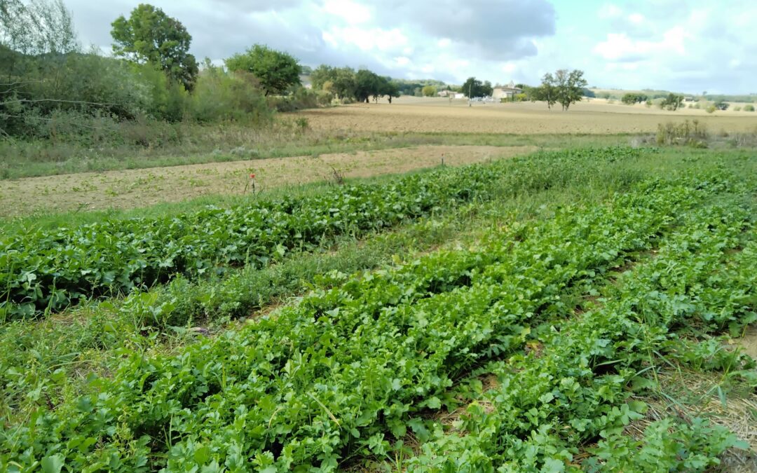 Le clos de la guipaudie