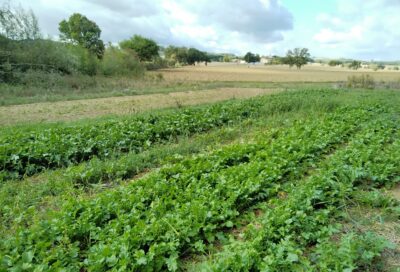 Le clos de la guipaudie