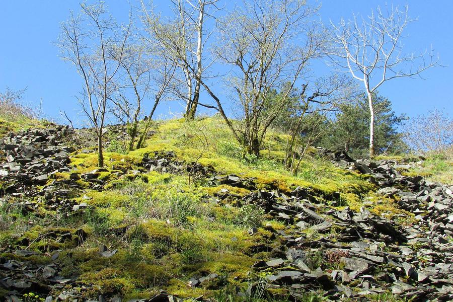 Dans les pas de Dom Robert