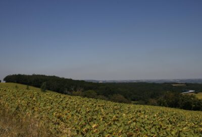 Forêt de Gabor
