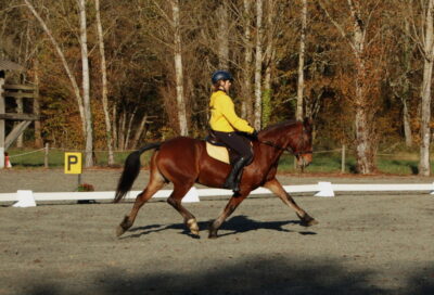 Concours de dressage et de para-dressage