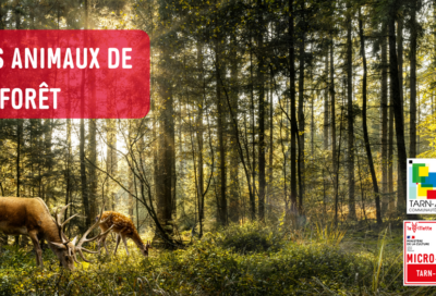 La petite conférence de la Micro-Folie Tarn-Agout : Les animaux de la forêt