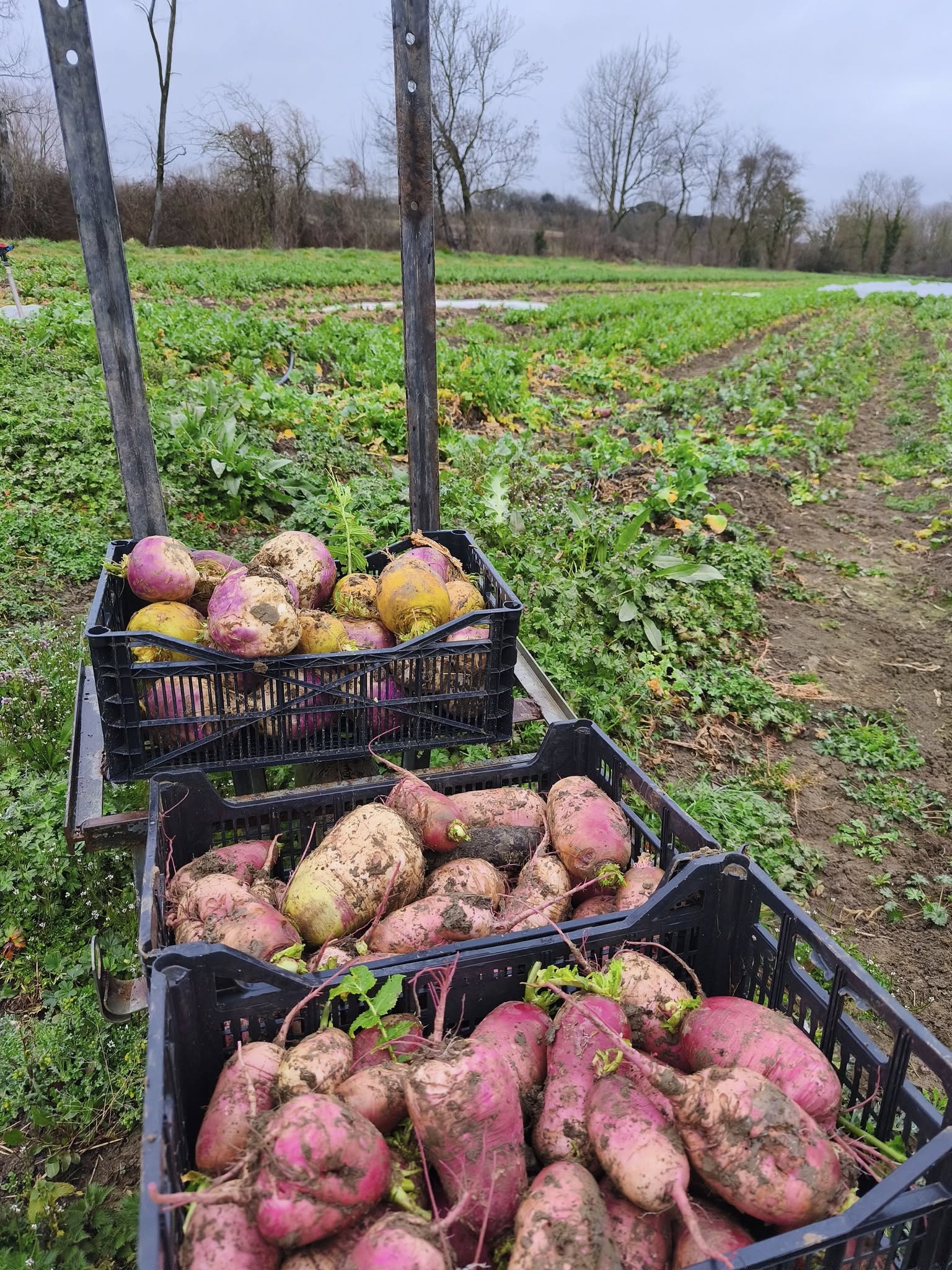 Le Cy Bo Jardin_Saint-Affrique-les-Montagnes