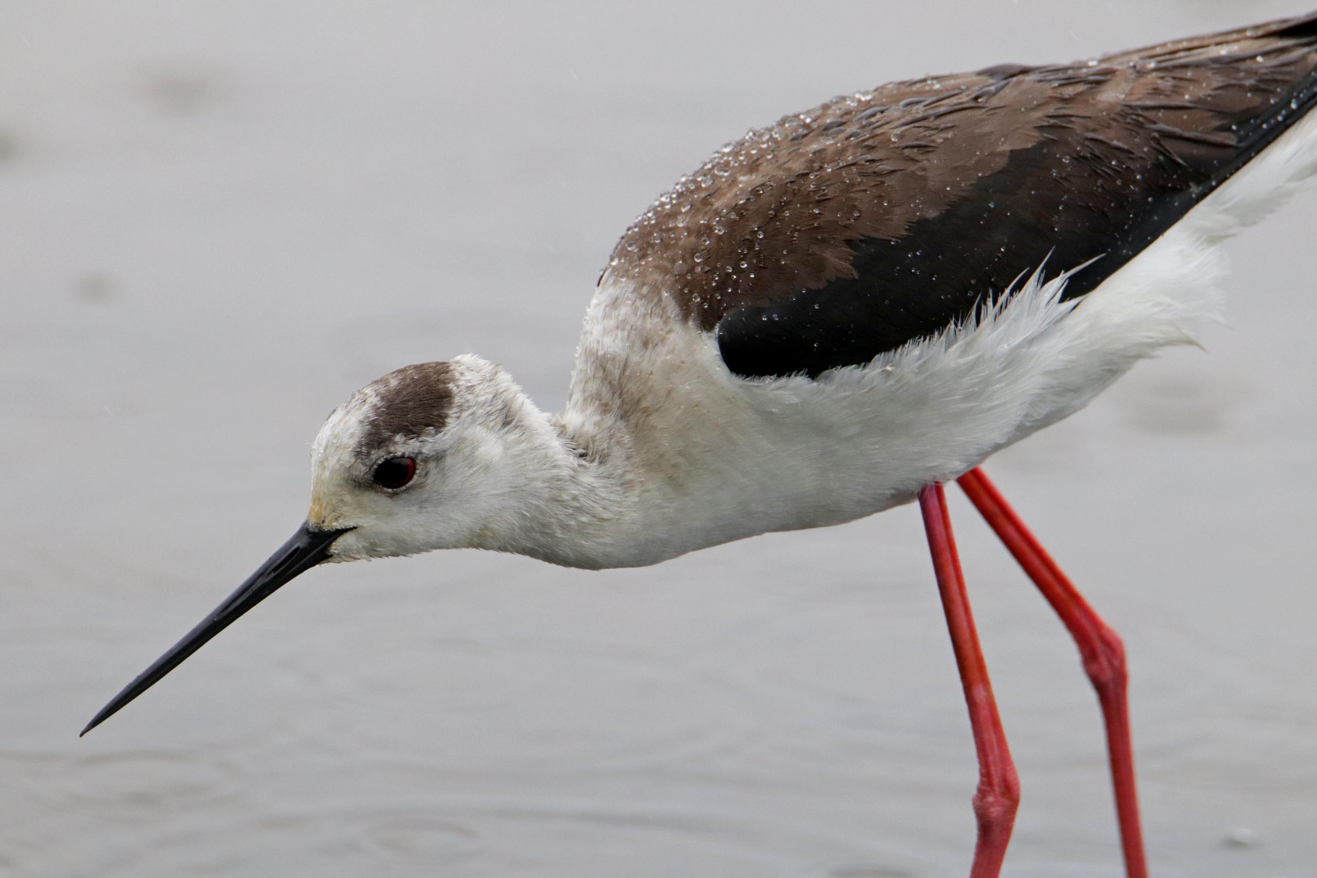 Balade ornithologique_Lautrec