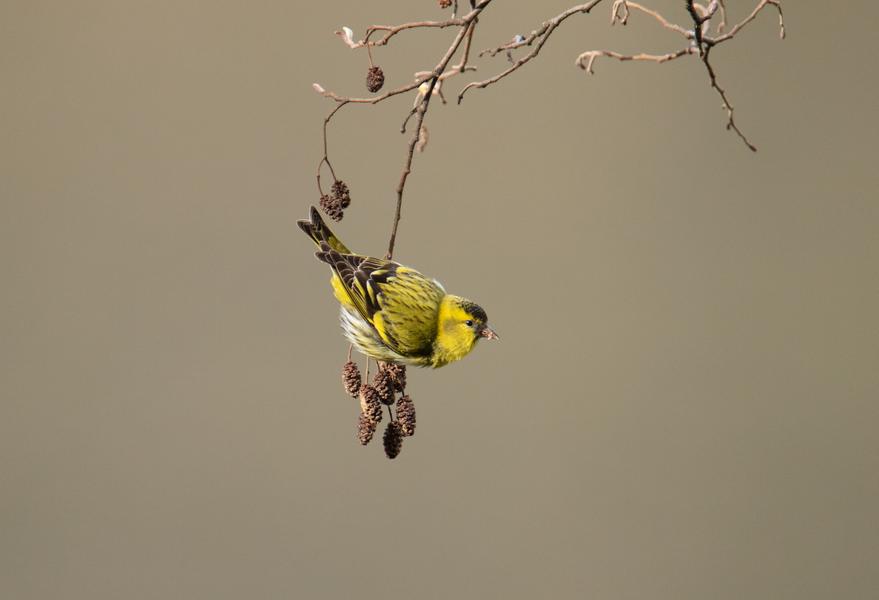 Balade ornithologique_Lautrec