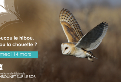 Animation Rapaces Nocturnes