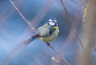 Sortie ornithologique sur les crêtes de Lautrec