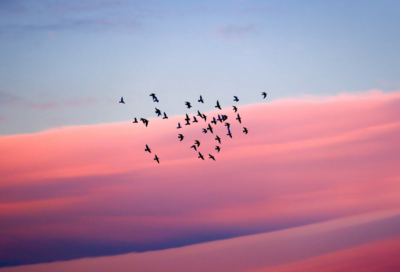 Conférence : La migration des oiseaux dans le Tarn_Fiac