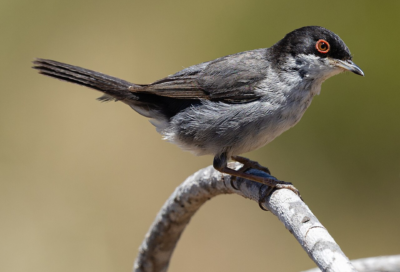 Sortie ornithologique dans les landes de Lautrec