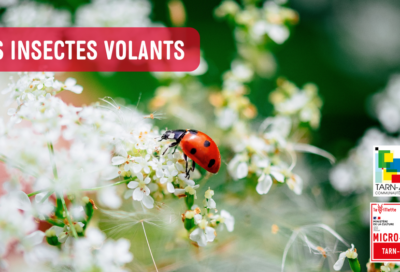 Les insectes volants