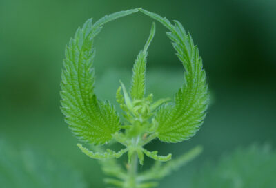 Stage Gravure et Botanique