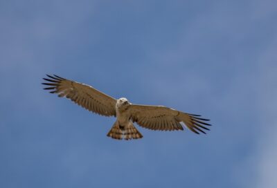 Sortie ornithologique sur les crêtes de Lautrec