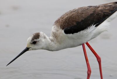 Sortie ornithologique autour des gravières de Guitalens