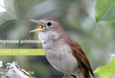 Animation Symphonie Printannière