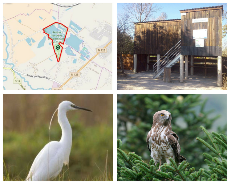 Les RDV de la RNR - Coucou le Hibou_Saïx