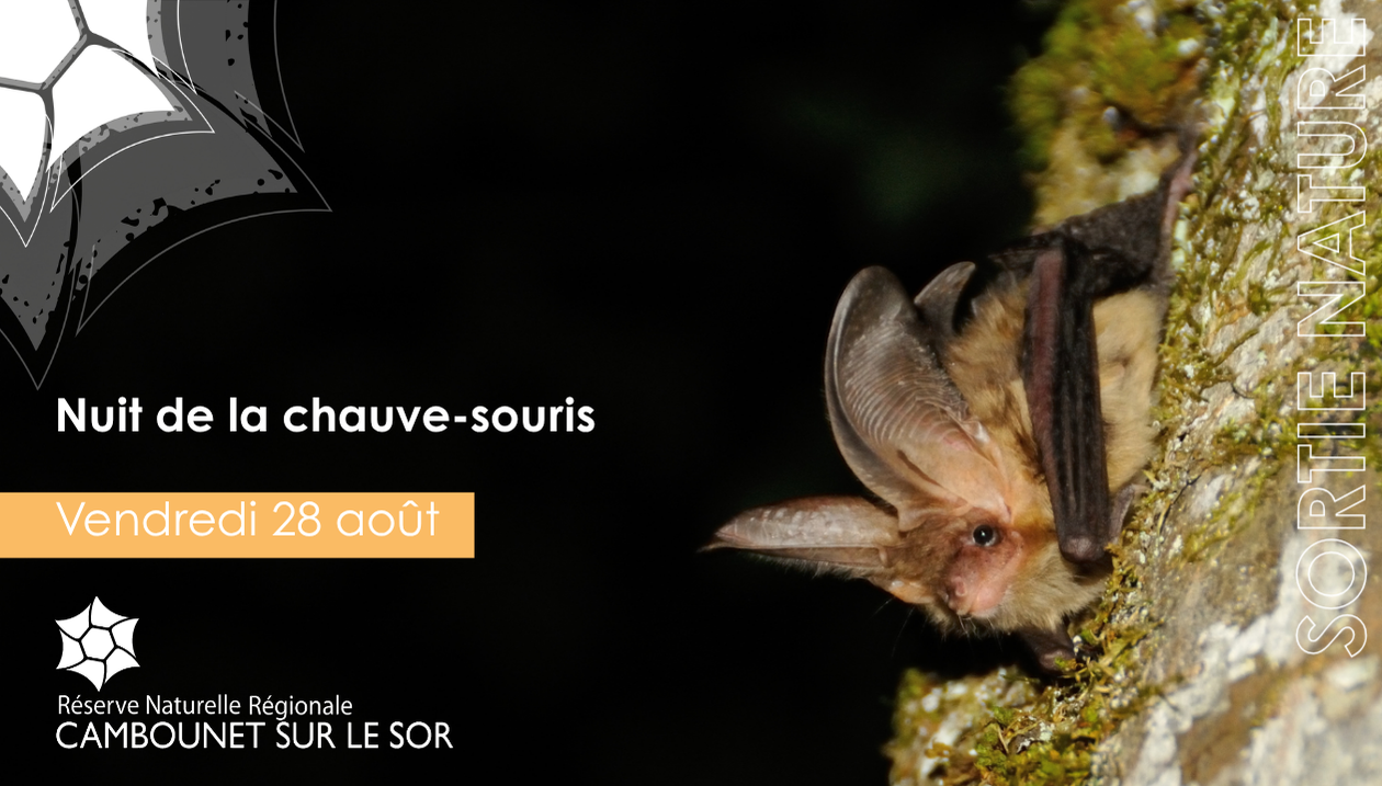 La nuit de la chauve-souris
