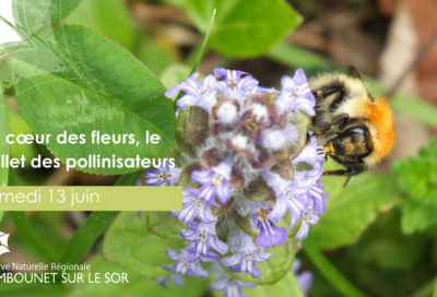 Au cœur des fleurs