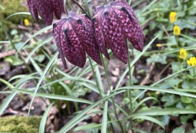 Fritillaire pintade