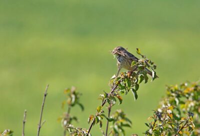 Sortie ornithologique sur la plaine de Coucut