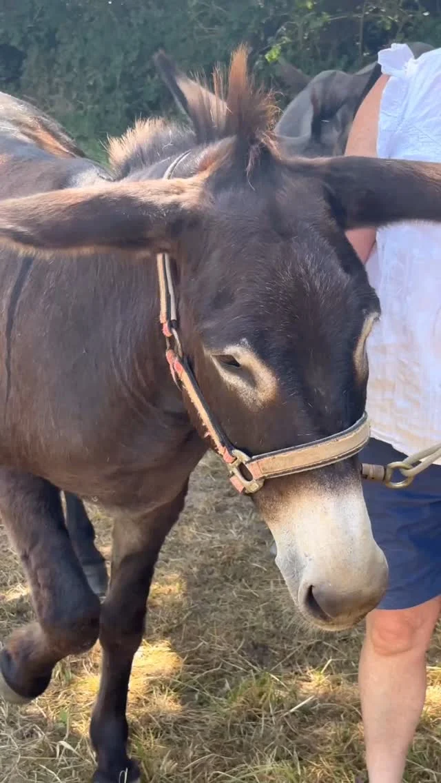 [NATURE] 🐴 A dos d’âne, sillonnez les paysages du #paysdecocagne au plus près de la #nature et des #animaux.

Avec la Ferme d’En Gout, partez de #Dourgne en calèche ou à la longe pour une balade mémorable.

➕ d’infos dans le lien en bio
🎥 @tripinwild 

#tarn #tourismetarn #tourismeoccitanie #igerstarn #sudouest #balade #campagne #paysage