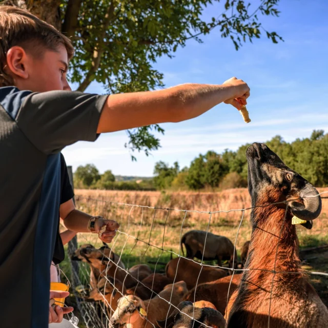 [PLEIN AIR] Les jolies contrées du Pays de Cocagne sont idéales pour découvrir 𝗹𝗲𝘀 𝗷𝗼𝗶𝗲𝘀 𝗱𝗲 𝗹𝗮 𝗳𝗲𝗿𝗺𝗲 en famille ! 

Dans nos 𝙛𝙚𝙧𝙢𝙚𝙨 𝙥é𝙙𝙖𝙜𝙤𝙜𝙞𝙦𝙪𝙚𝙨, vous serez au contact des animaux et de la nature. Nourrissez les moutons 🐑 ou les oies🪿, paillez les enclos des chevaux 🐎, et découvrez des espèces rares comme les vaches Highland 🐂.

💡Prévoyez votre sortie en ferme pédagogique en suivant le lien en bio
📸 @raynaudphoto / @olivier_octobre_photographe 

#paysdecocagne #tarn #tourismetarn #tourismeoccitanie #sudouest #igerstarn #nature #animaux #ferme #pleinair #enfamille
